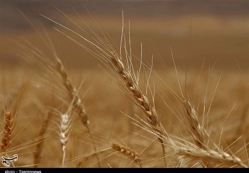 روسیه صادرات غلات را متوقف می‌کند