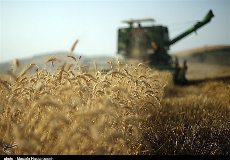 اصلاح تصویب‌نامه خرید تضمینی گندم در سال ۹۹/ نرخ گندم صنف و صنعت ۲۷۰۰ تومان شد