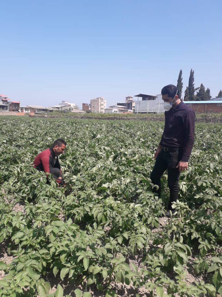 بازدید کارشناسان فنی شرکت پیشگامان از مزارع سیب زمینی