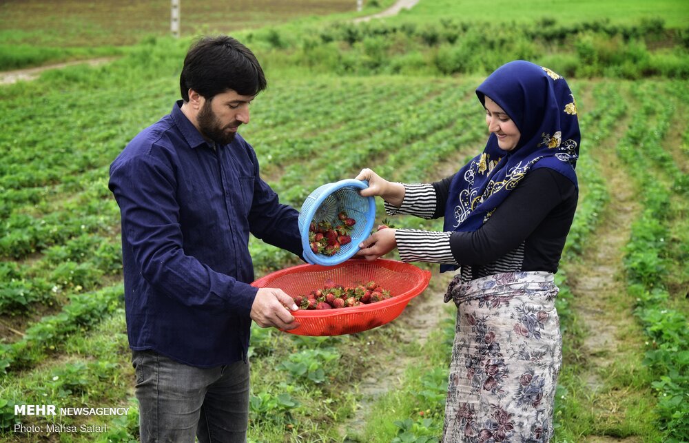 برداشت توت فرنگی در گلستان